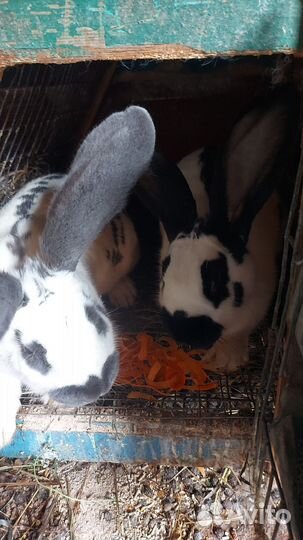 Кролики строкачи(бабочки)