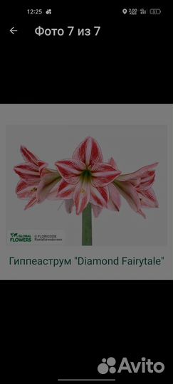 Гиппиаструм