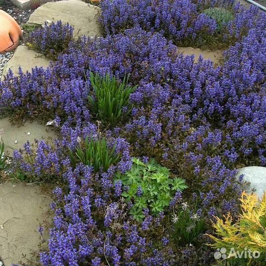 Почвопокровники, ясколка, живучка/аюга, барвинок