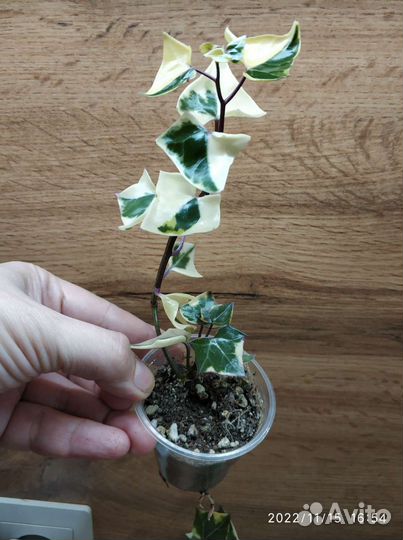 Крестовник Роули и крупноязычковый