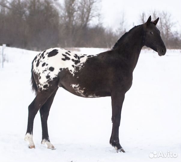 Жеребчик рвп 3/4