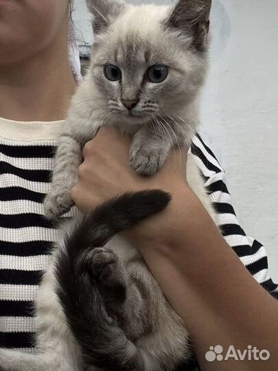 Отдам даром котенка девочку