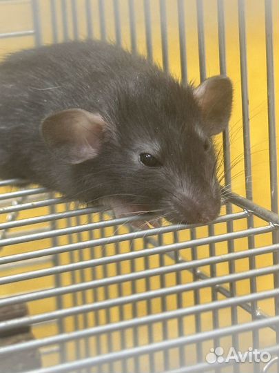 Крысята дамбо