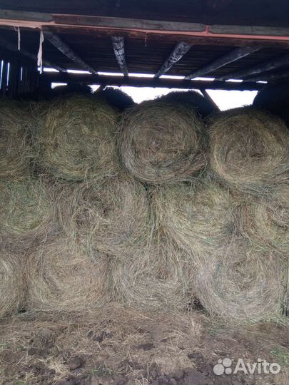 Продам сено в рулонах