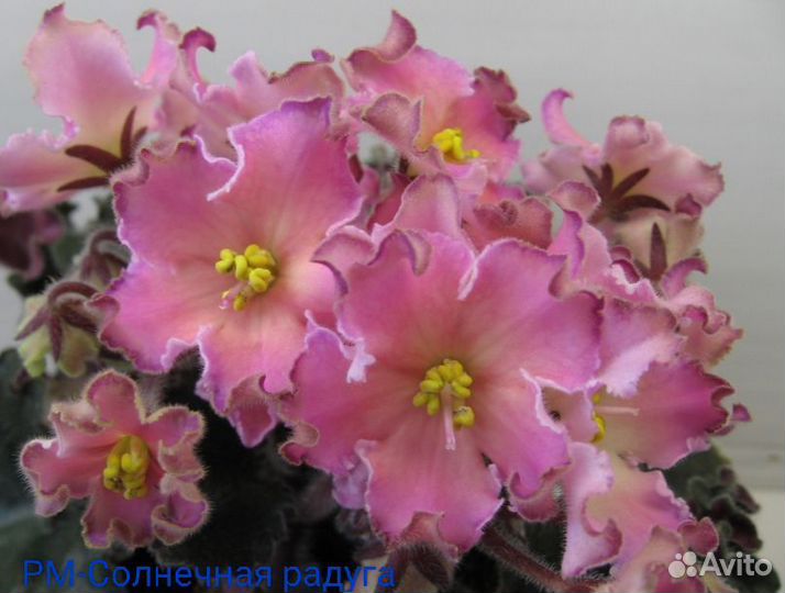 Фиалки сортовые