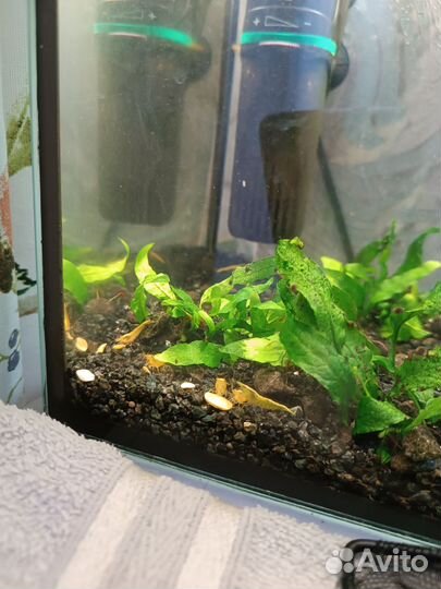 Микрорасбора галактика