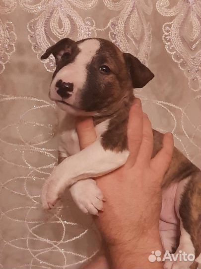 Минибуляшка Тиграшка