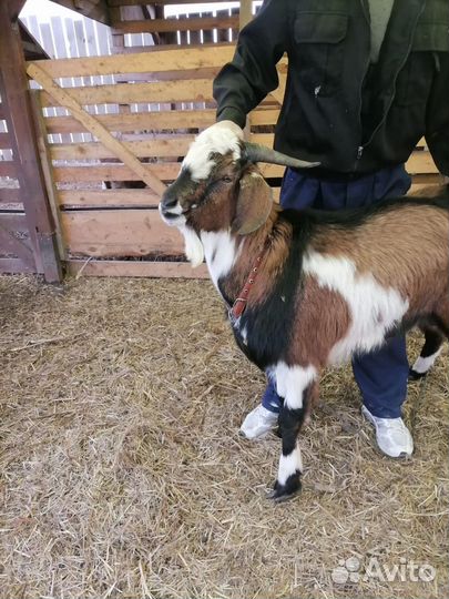 Козел вязка