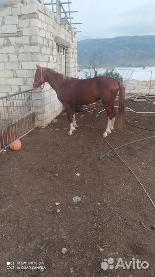 Продам лошадь