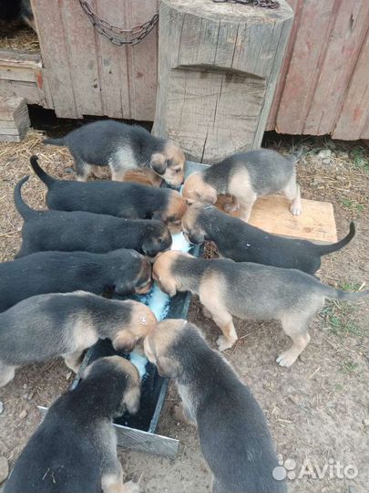 Щенки русской гончей