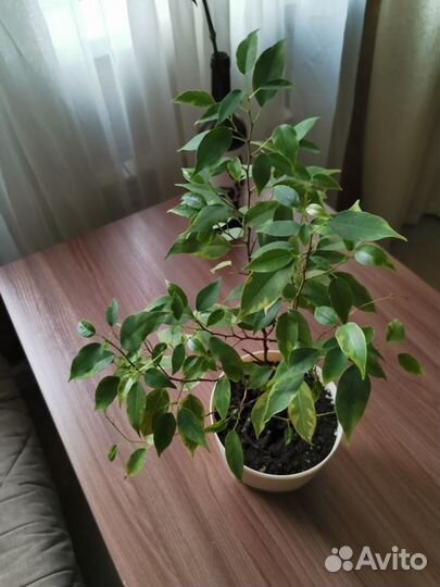 Фикус Бенджамина