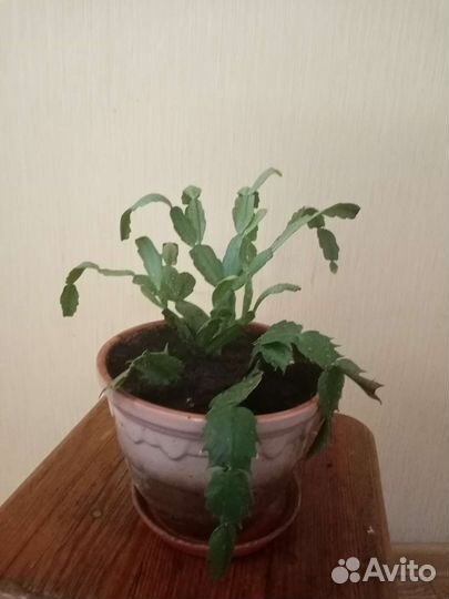 Комнатные растения