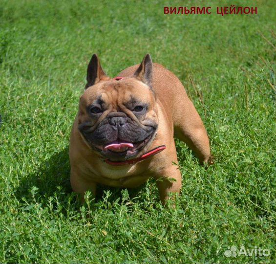 Французский бульдог для вязки