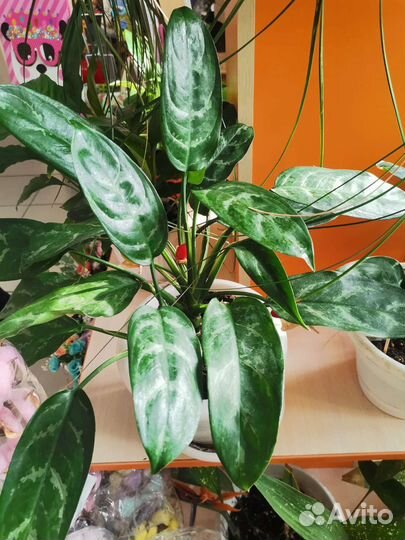 Цветы растения,спатифилум,калла,катарантус