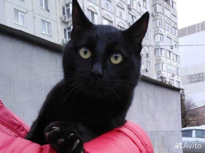 Котик ищет дом
