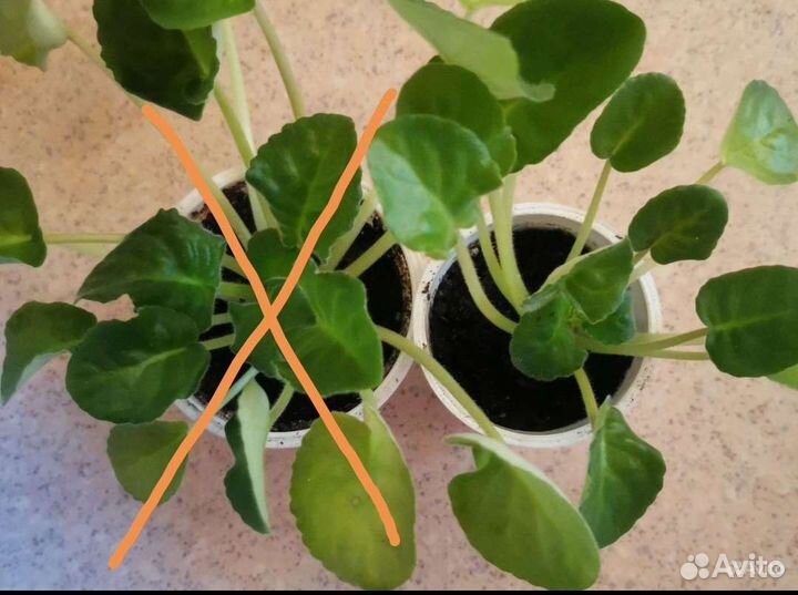 Детки фиалки