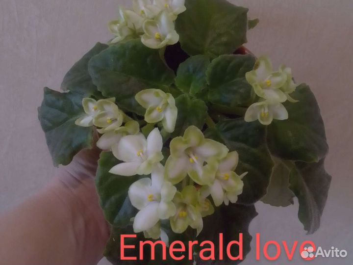 Фиалка/черенки