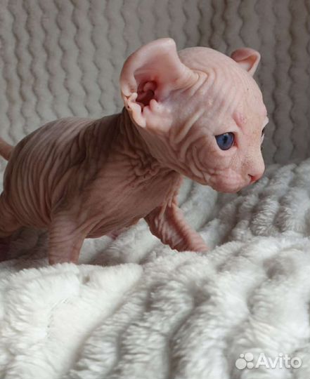 Канадский сфинкс эльф котенок