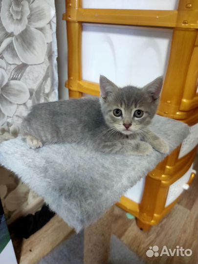 Котята в добрые руки бесплатно