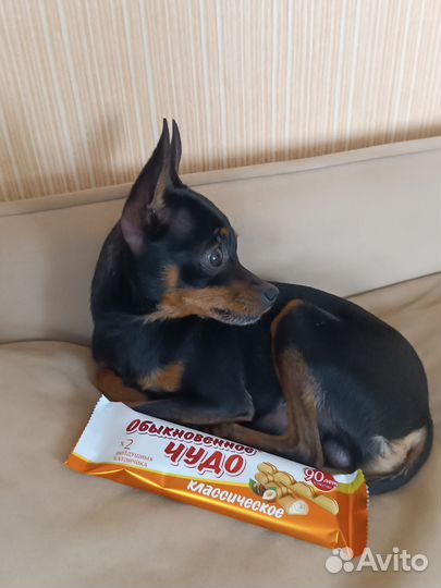 Вязка, той-терьер (мини)