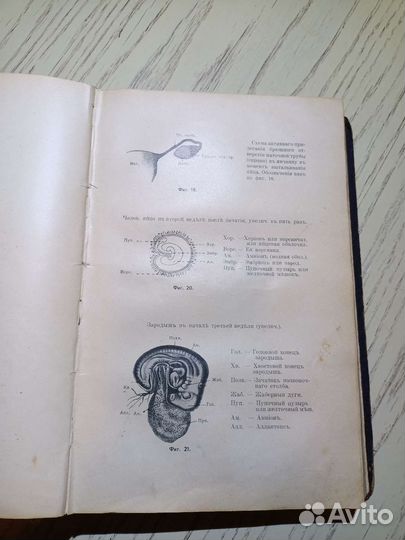 Август Форель 1907г