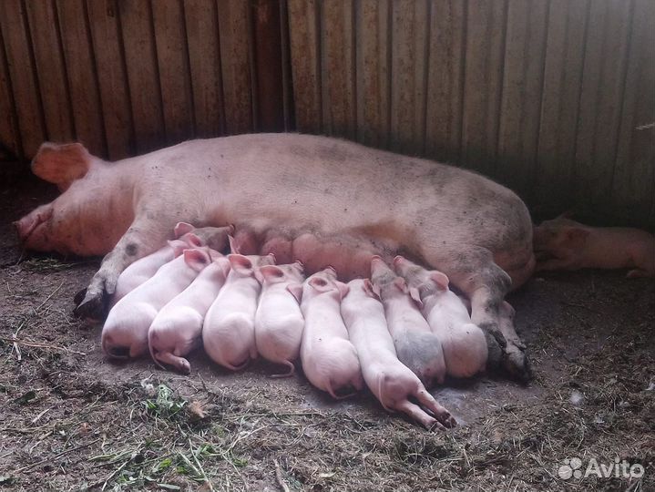 Поросята