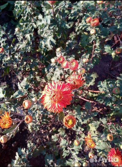 Хризантемы