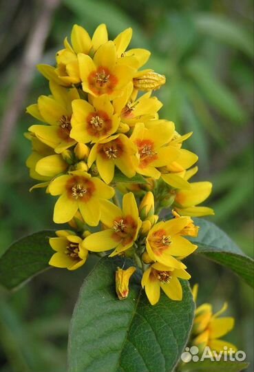 Вербейник монетчатый и (весной) Лисимаха