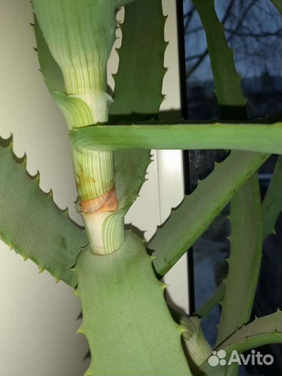 Алоэ 8лет