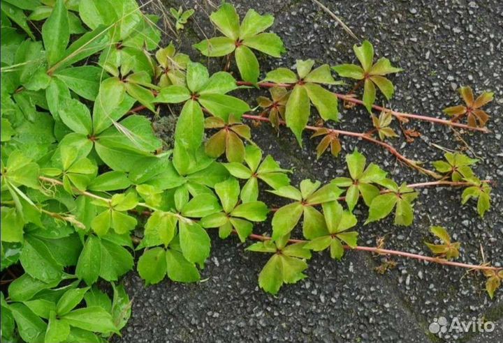 Девичий виноград