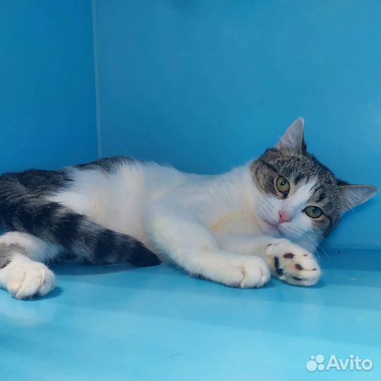 Котенок Плюша ищет дом