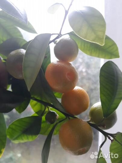 Мандариновое дерево