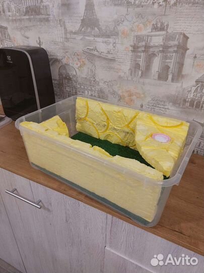 Контейнер для эублефара