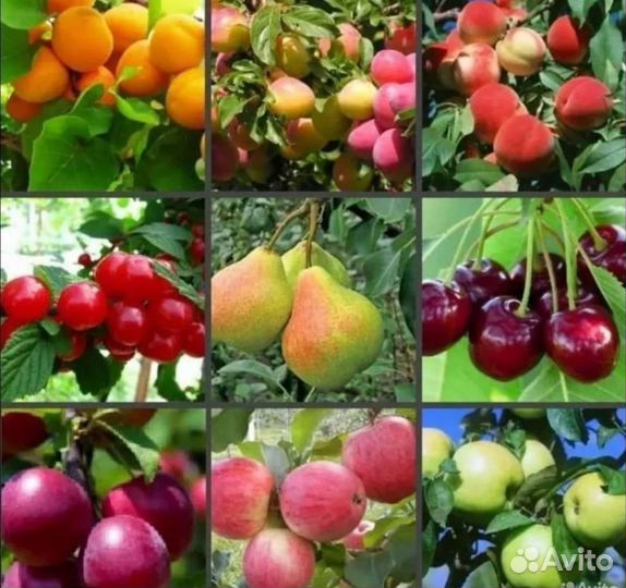 Саженцы Плодовых Деревьев