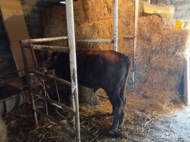 Телята бычки