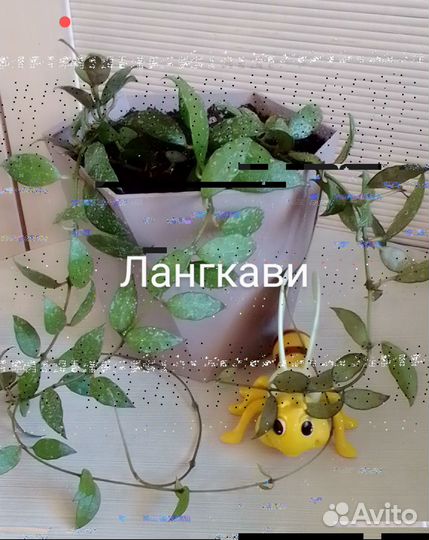 Хойи, срезы