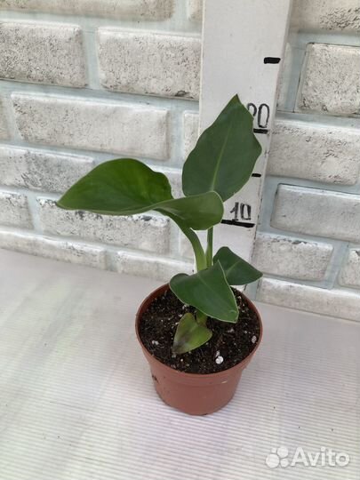 Стрелиция Николая из питомника растений