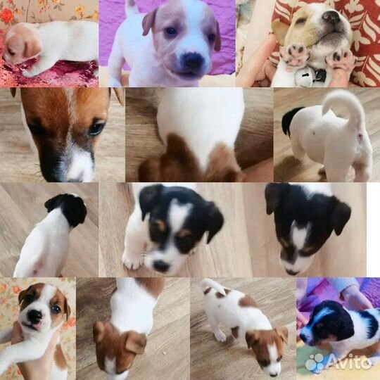 Щенки Джек Рассел Терьер от чемпиона России и РКФ