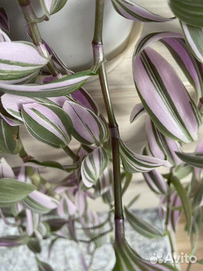 Традесканция сортовая