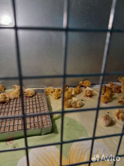 Перепела суточные