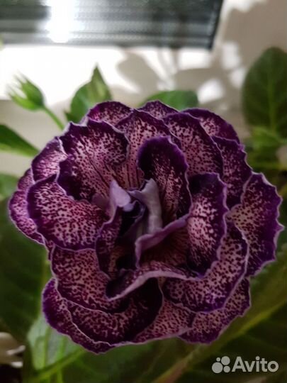 Глоксиния сортовая, укоренённые листы