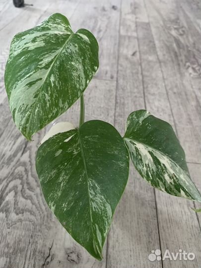 Монстера альба