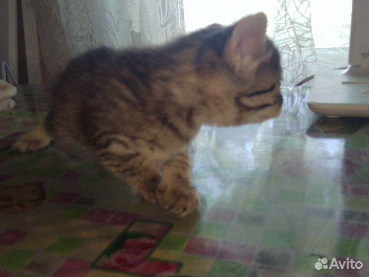 Кошка в дар