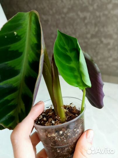 Комнатные цветы