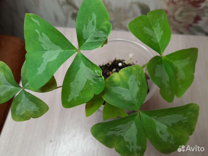 Кислица или оксалис