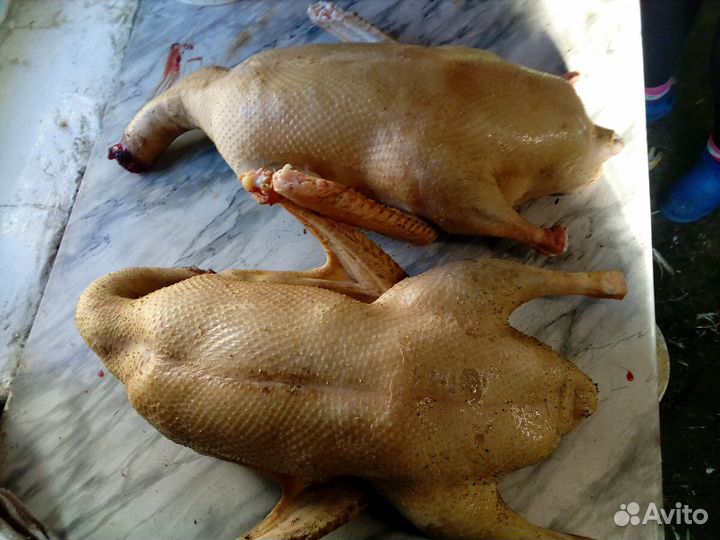 Гусиные туши