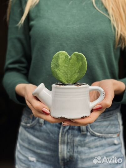 Хойя керри в кашпо (растение сердце)