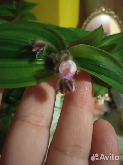 Традесканция Blossfeldiana Variegata Aurea