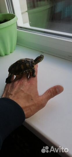 Красноухая черепаха маленькая