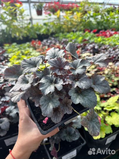 Растения гейхера